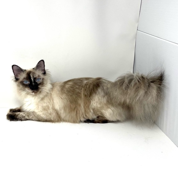 Welcome to Audshop🌟Poshmark Ambassador 🌟 - Picture 6 of 15